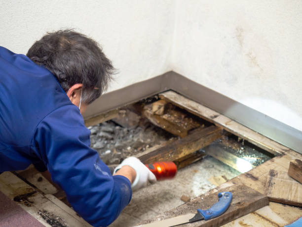 Best Crawl Space Mold Removal  in Grand Junction, CO