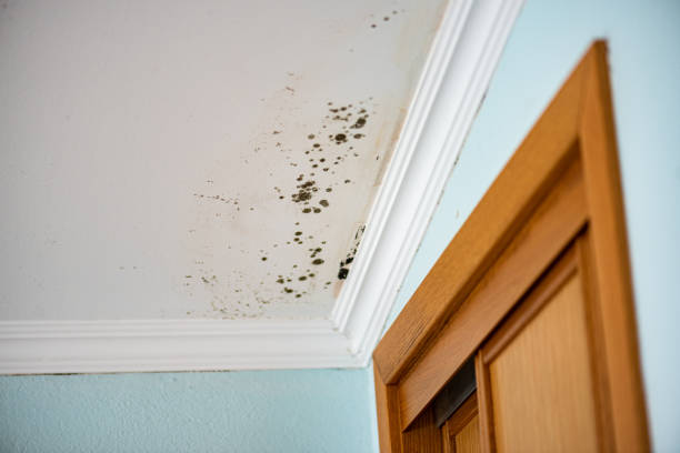 Best Attic Mold Removal  in Grand Junction, CO