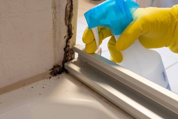 Best Toxic Mold Removal  in Grand Junction, CO