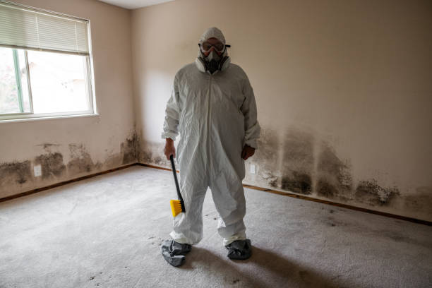 Best Residential Mold Removal  in Grand Junction, CO