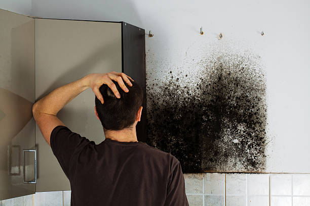 Mold Testing and Removal in Grand Junction, CO