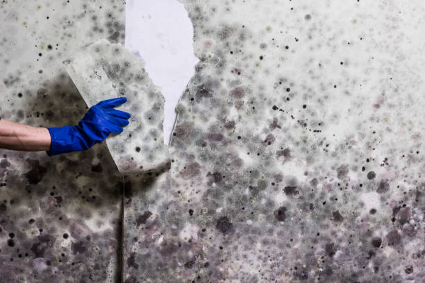 Best Mold Damage Repair  in Grand Junction, CO