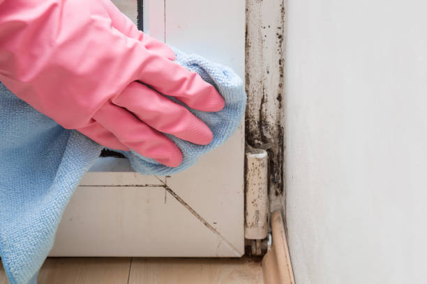Best Toxic Mold Removal  in Grand Junction, CO
