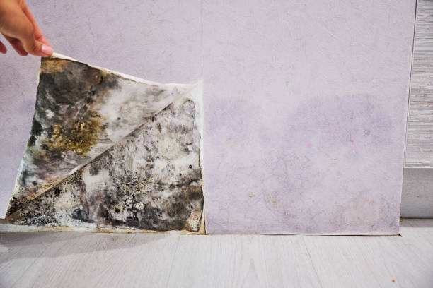 Best Local Mold Removal Service  in Grand Junction, CO